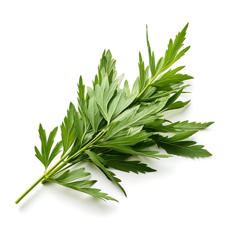 - artemisia moxa erbe