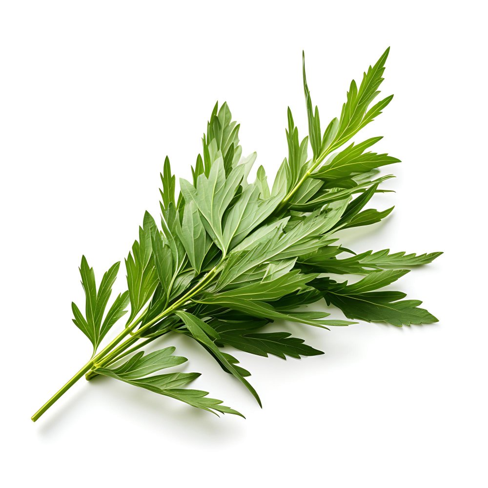 artemisia moxa erbe